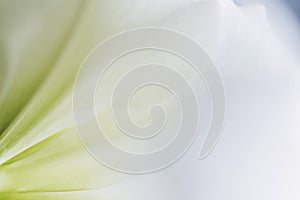 Close up on the petals of a white amaryllis flower - Soft and whiteness background