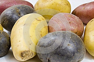 Close up of Petite Potato Variety