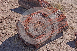 Close up of a Petrified Wood Sample