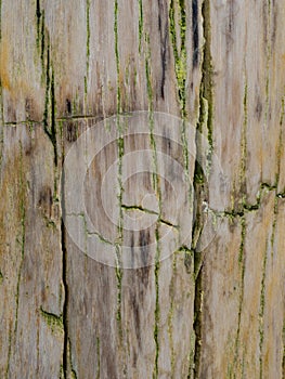 Close up of petrified wood texture, Wood turned in to stone.