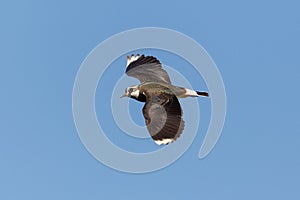 Close-up pewit bird vanellus vanellus in flight in blue sky with spread wings