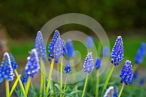 Close up pf blooming blue muscari in spring garden.