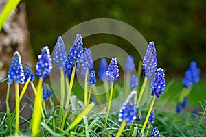 Close up pf blooming blue muscari in spring garden. Natural floral background.