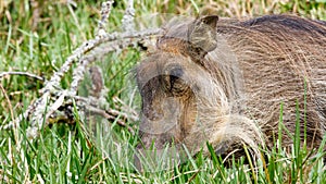 Close Up of Phacochoerus africanus The Common warthog