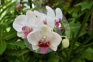 Close up of a Phalaenopsis Aphrodite, Altos de Chavon, La Romana, Dominican Republic