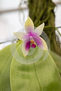 Close-up of Phalaenopsis bellina orchids with purple-green petals. Star-shaped. Fragrant.
