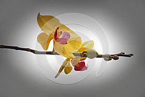 Close up Phalaenopsis Blume orchid color background