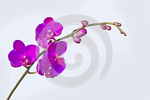 Close up Phalaenopsis Blume orchid isolated color background