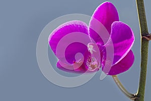 Close up Phalaenopsis Blume orchid isolated color background