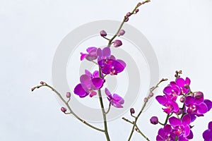 Close up Phalaenopsis Blume orchid isolated color background