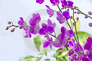 Close up Phalaenopsis Blume orchid isolated color background