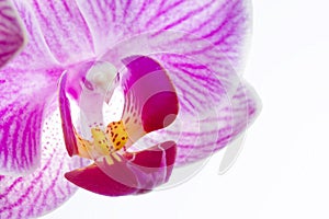 Close up Phalaenopsis, moth orchid