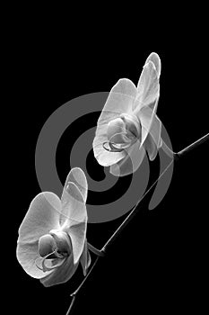 Close up of phalaenopsis orchids in monochrome