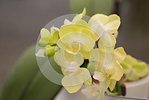 Close-up of Phalaenopsis orchids, sepals, and petals are light green and lips are white.