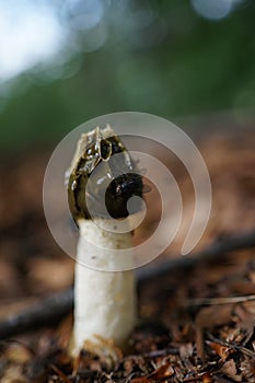 Close up of phallus impudicus, known colloquially as the common stinkhorn