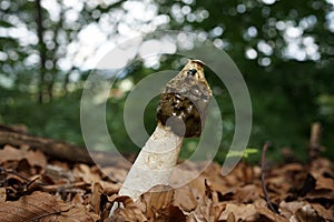 Close up of phallus impudicus, known colloquially as the common stinkhorn photo