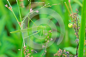 Phaneroptera falcata