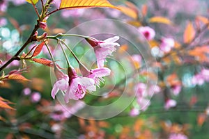 Close up Phaya Sua flower or cherry blossoms in Thailand