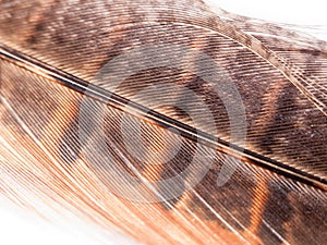 close up of pheasant feather detail and colour on white background