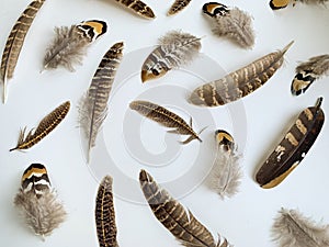 Close-up pheasant feathers composition on white background