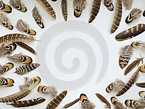 Close-up pheasant feathers composition on white background copy space