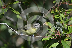 Close up of a Philadelphia Vireo bird