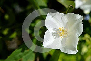 Close-up of a Philadelphus Flower, Mock-Orange, Nature, Macro