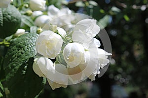 Close up Philadelphus `Virginal` white flowers