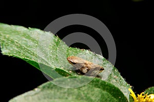 Close-up philaenus spumarius, meadow froghopper, meadow spittlebug