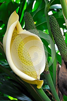 Close up of Philodendron flower