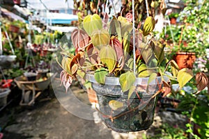 Close up of Philodendron Hederaceum var. hederaceum Micans