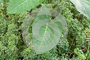 Close up of the Philodendron leaf. Monstera