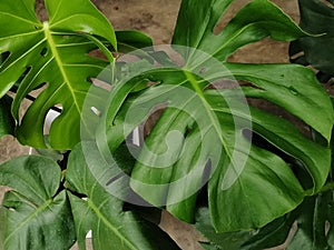 Close up of philodendron monstera deliciosa plant