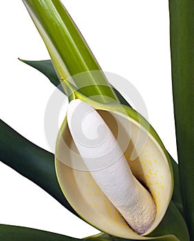 Close Up Of Philodendron Selloum Fruit And Flower