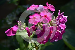 Close-up of phlox paniculata or garden phlox in bloom