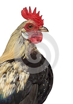 Close-up of a Phoenix chicken isolated on white