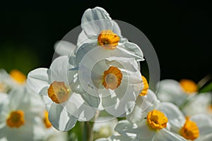 Close up photgraphy of a pheasant`s-eye daffodil