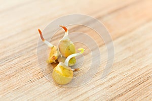 Close-up photo of 3 germinate lentil on wooden background, health food, legume