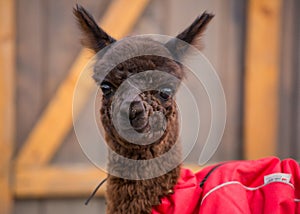 Close up photo of an adorable cute brown curly fluffy baby alpaca in red coat with big black clever eyes. Small calf of