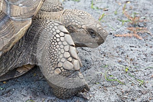 A Close up photo of an African Spur Tortoise