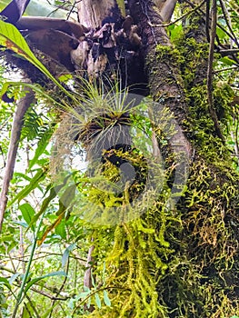 Close up Photo of Air Plant and Tropical Greenery in Giron, Ecuador
