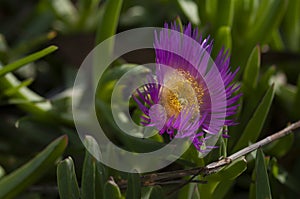 Close up photo of Aizoaceae flower photo