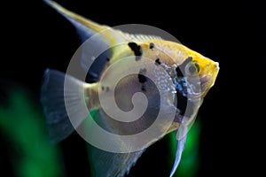 Close up photo of an Angel Fish in fish tank on black with green background. selective focus