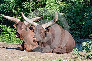 Close up photo of Ankole-Watusi Bos Taurus cow