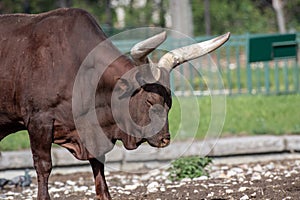 Close up photo of Ankole-Watusi cow in spring