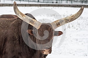 Close up photo of Ankole-Watusi cow in winter