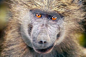 Close Up Photo of Ape