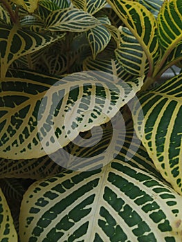 Close up photo of Aphelandra squarrosa or zebra plant