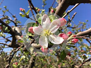 Close up photo of apple tree flowers, spring season