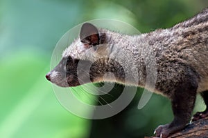 Close up photo of asian palm civet